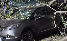 Agrigento, albero si abbatte sulle auto in via De Gasperi: sfiorata la tragedia