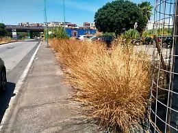 &laquo;Non possiamo coprire tutta la citt&agrave;&raquo;: l'ammissione dell'assessore Petralia sul verde a Catania