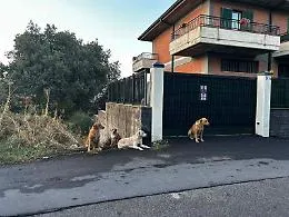 &laquo;Ostaggi di un canile abusivo e del degrado&raquo;