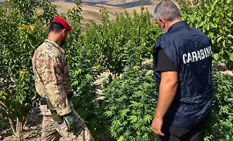 Maxi sequestro tra Licata e Butera: 70 chili di marjuana nel vigneto e fucile fuorilegge, denunciato un 72enne