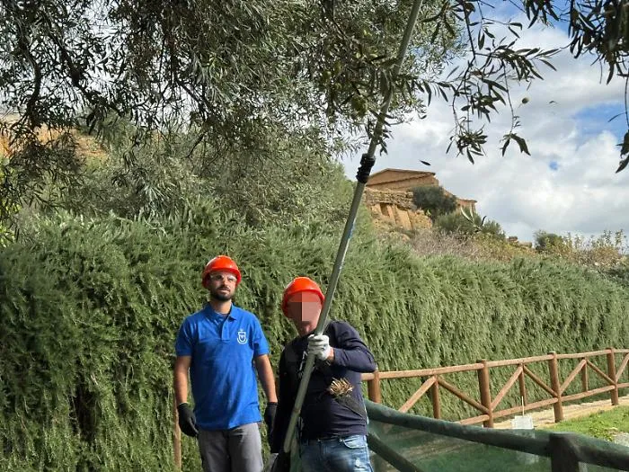 Detenuti di Agrigento raccolgono olive nella Valle dei templi