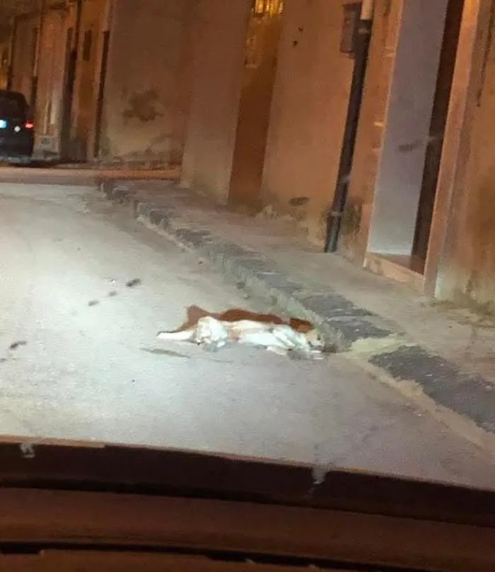Allarme esche avvelenate: strage di cani e gatti, la denuncia dei volontari