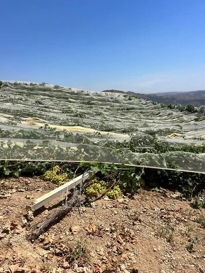 Ravanusa, sfregio mafioso all'agricoltura: abbattute 800 piante di uva da tavola